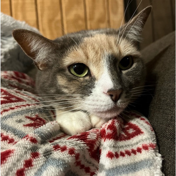 Live Show Notifications 🔔 🐈 - Picture 11 of 13